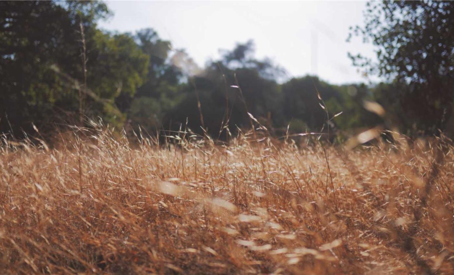 安徽移动手机开户平台